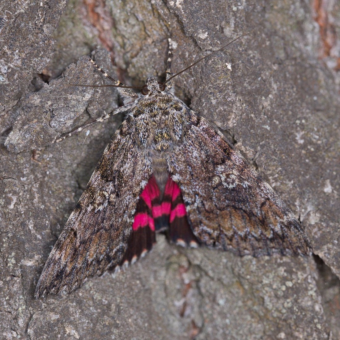 Ленточник Тополевый бабочка