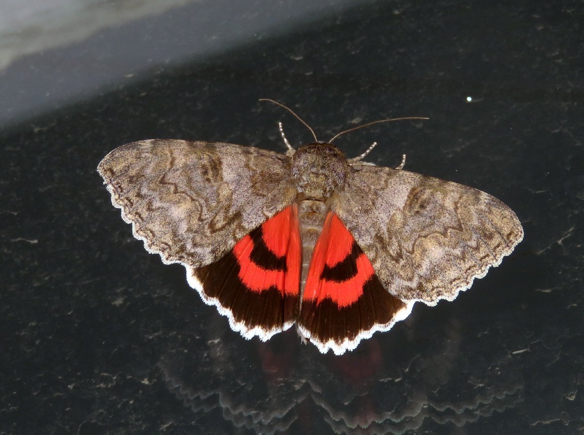 Brachylomia viminalis (Fabricius, 1777)