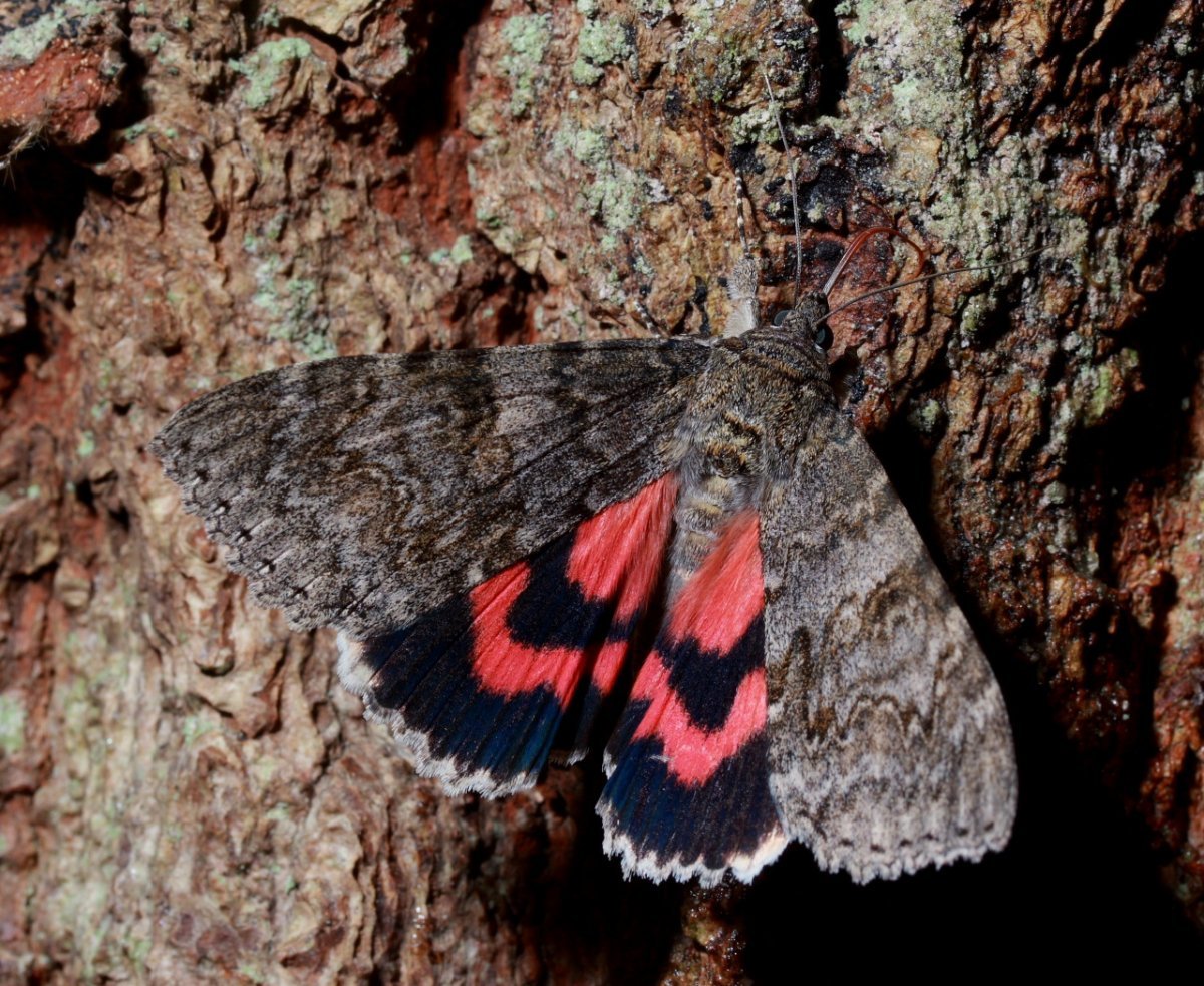 Лента орденская голубая Catocala fraxini