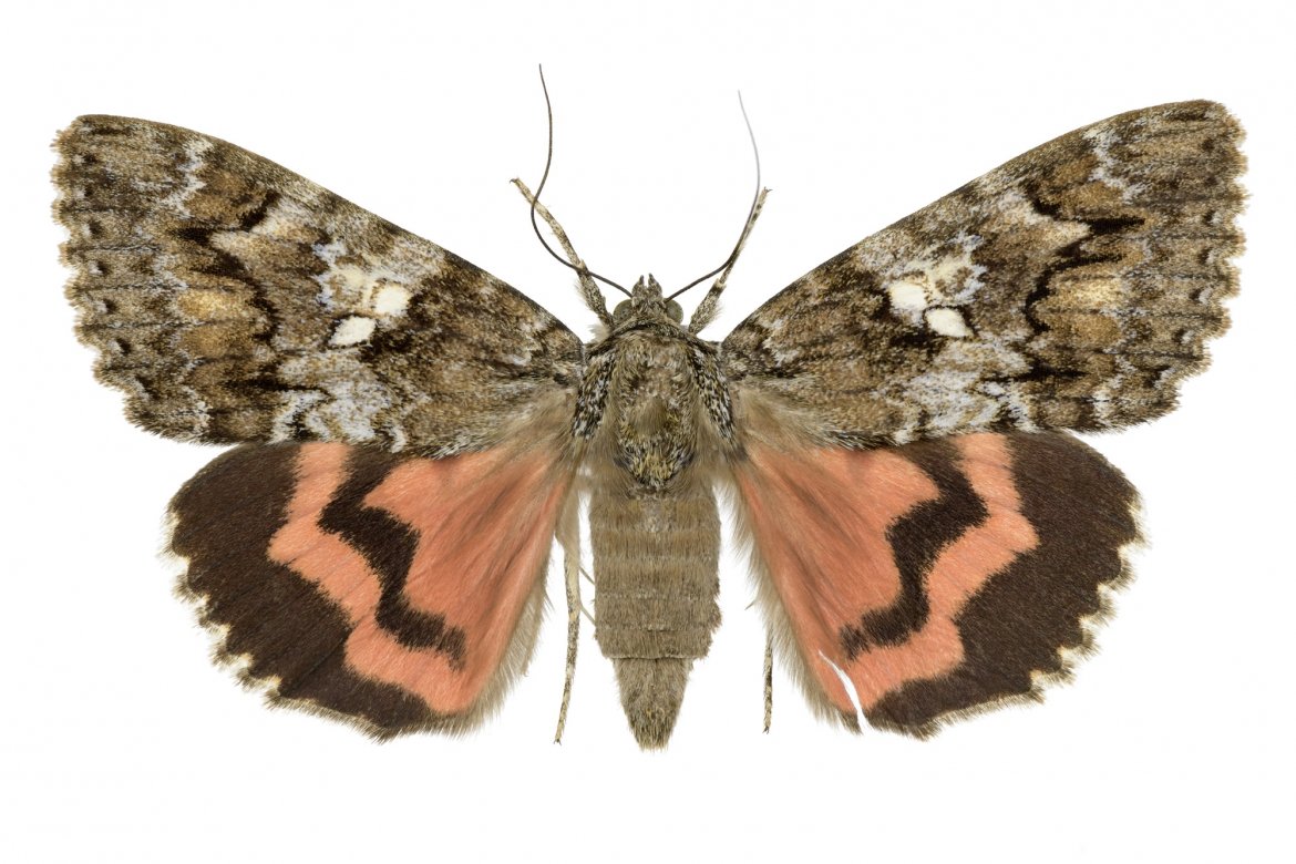 Венесуэльский пуделевый мотылек тутовый шелкопряд