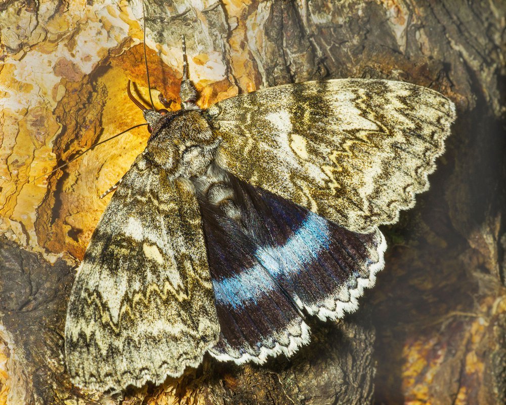 Ленточник Тополевый бабочка
