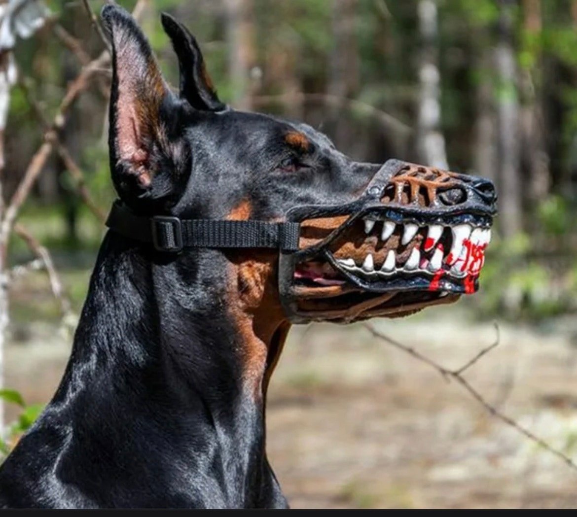 Доберман оскал