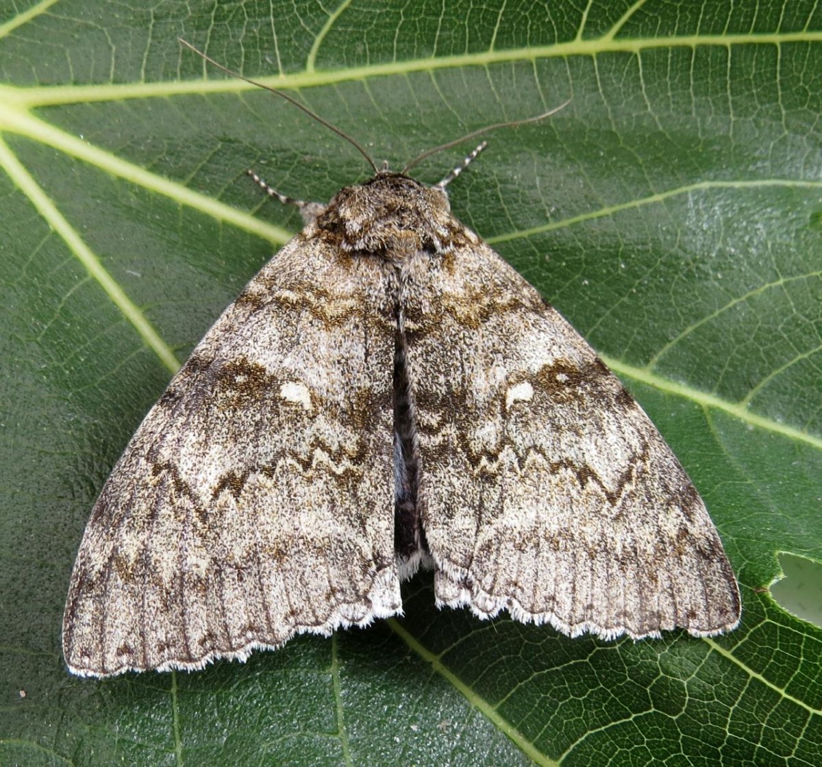 Phyllodes Imperialis гусеница