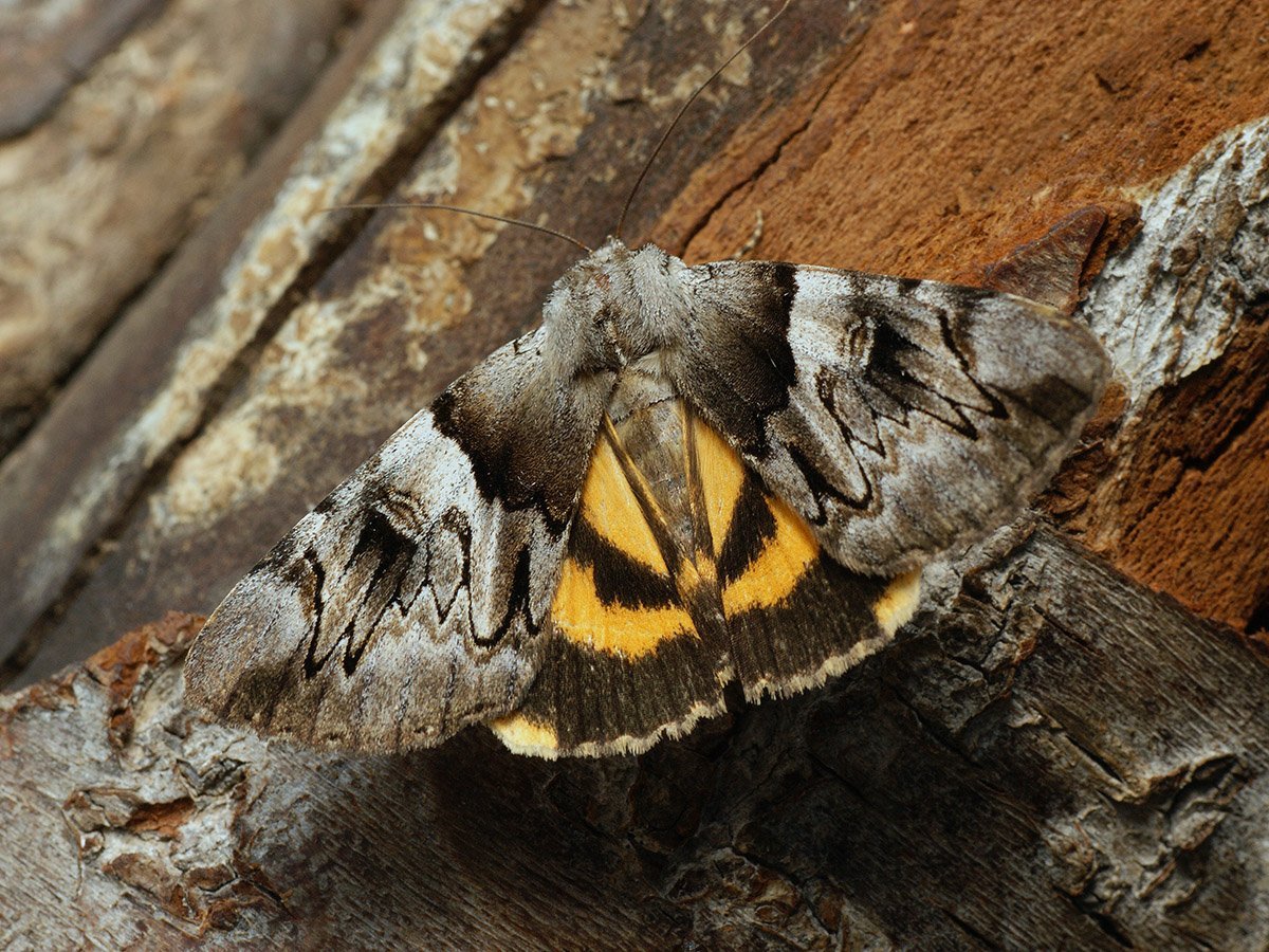 Голубая Ленточница (Catocala fraxini)