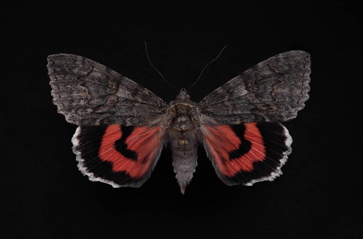 Ленточница Ивовая