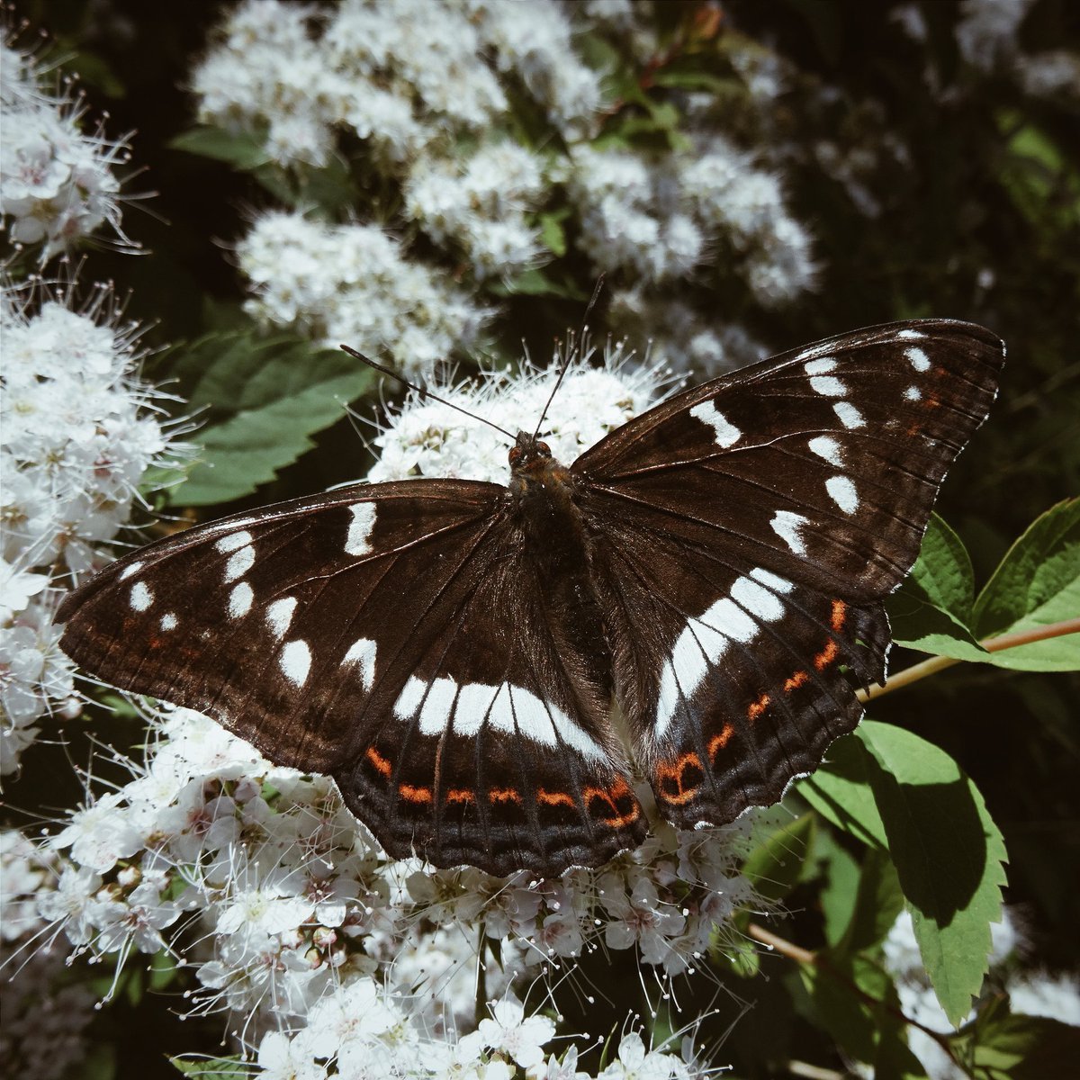 Гарпия Вилохвост бабочка