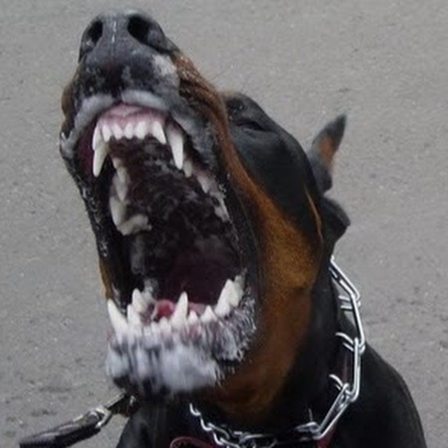 Доберман с открытой пастью злой