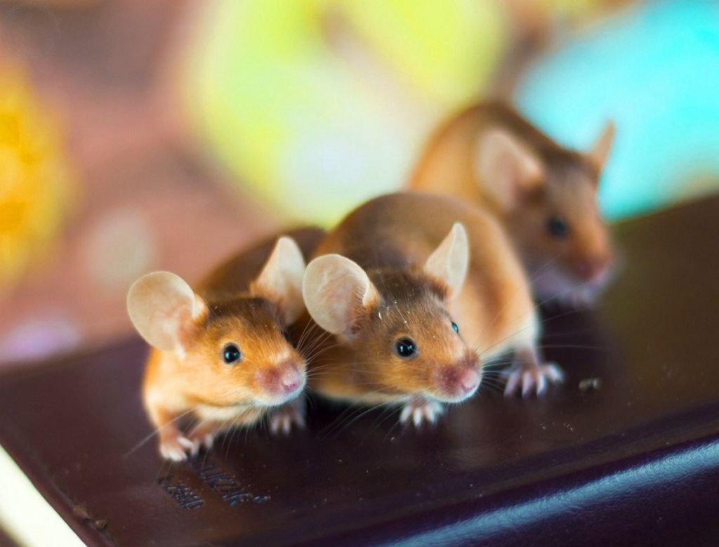 Декоративные мыши