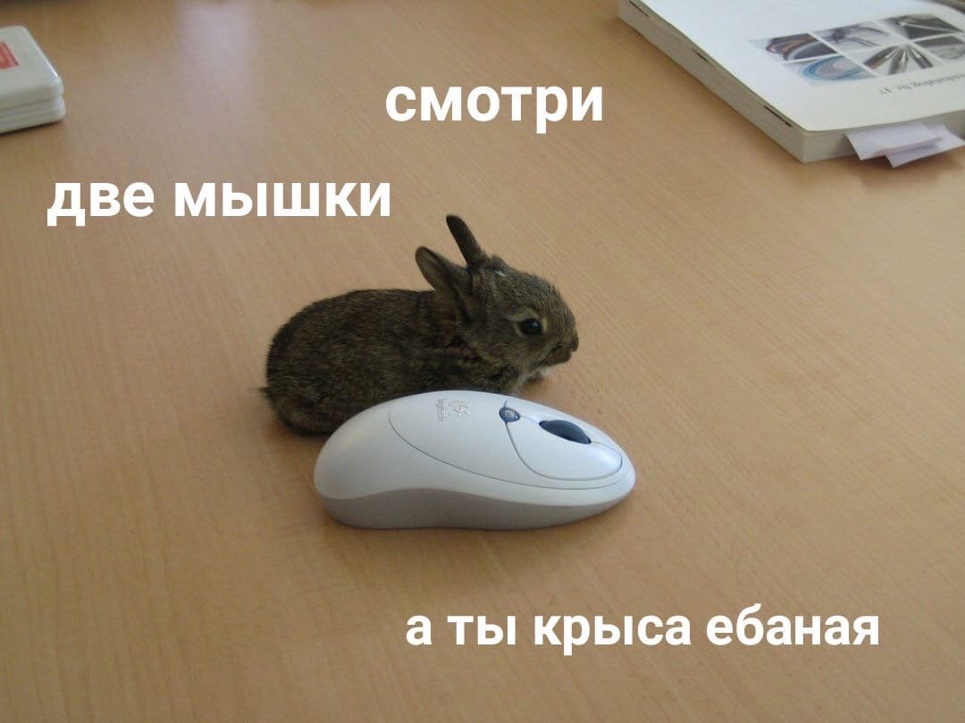 Мемы с крысами