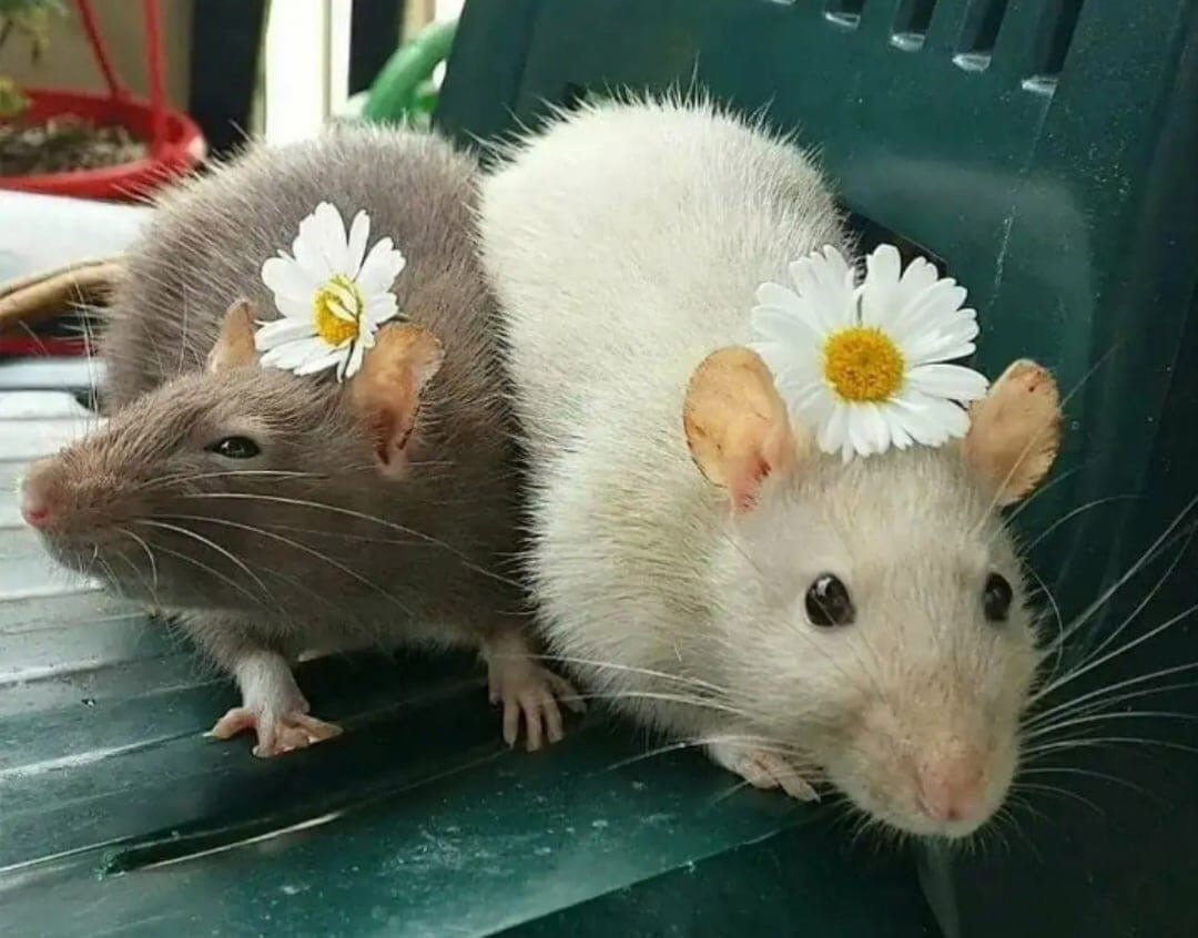 Крысы подружки