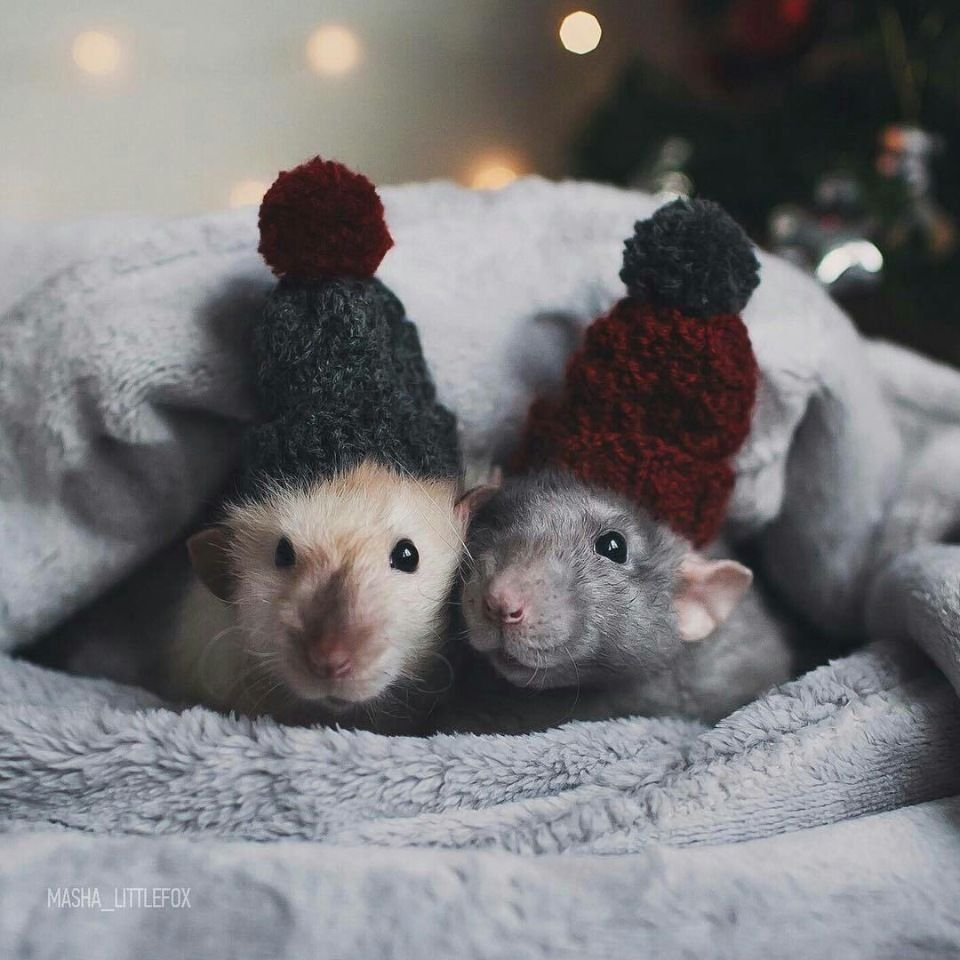 Милые крысы новый год