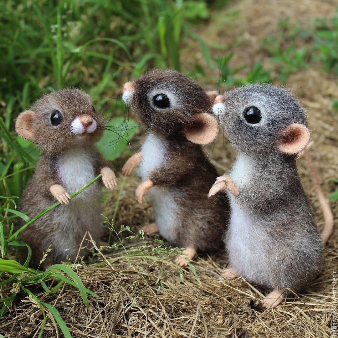 Детеныши грызунов