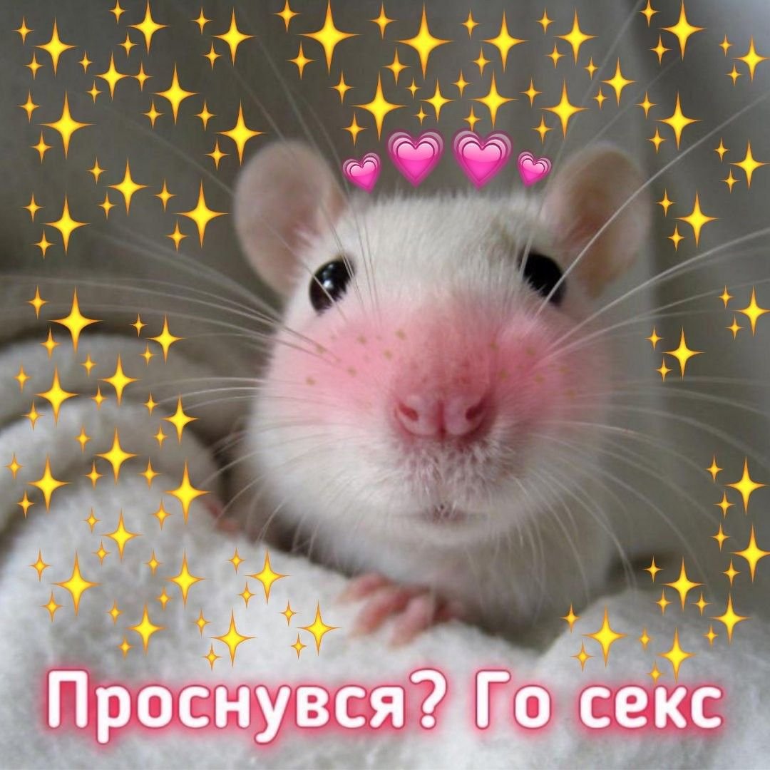 Крыса на аву