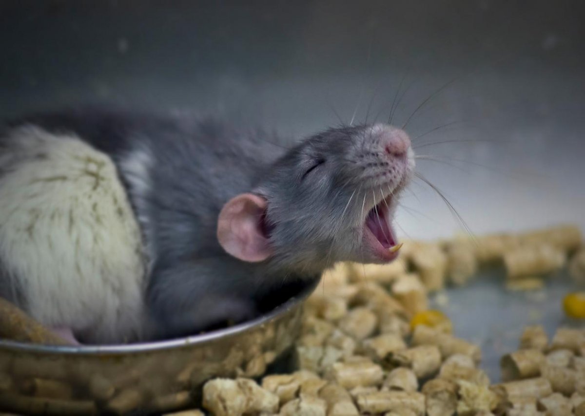 Мышь пищит