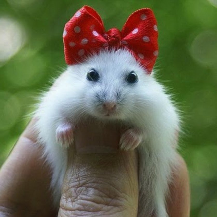 Хомяк с бантиком