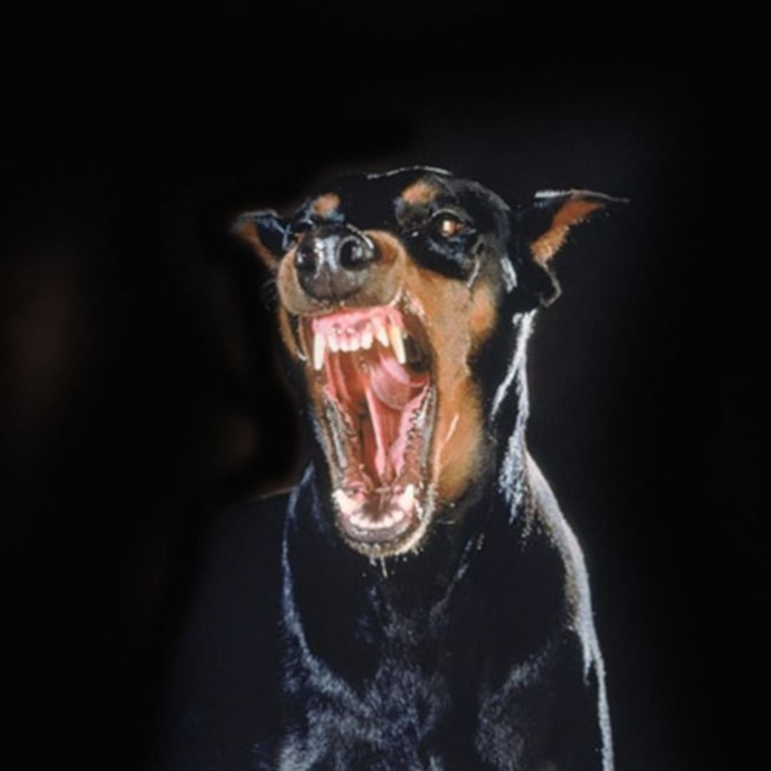 Доберман пинчер злой скалится