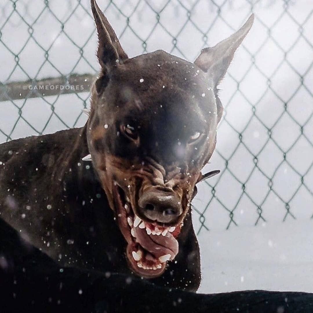 Доберманы убийцы