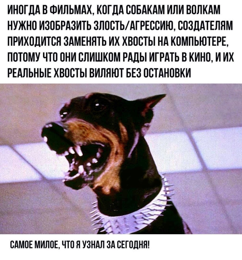 Ямакаси фильм собаки