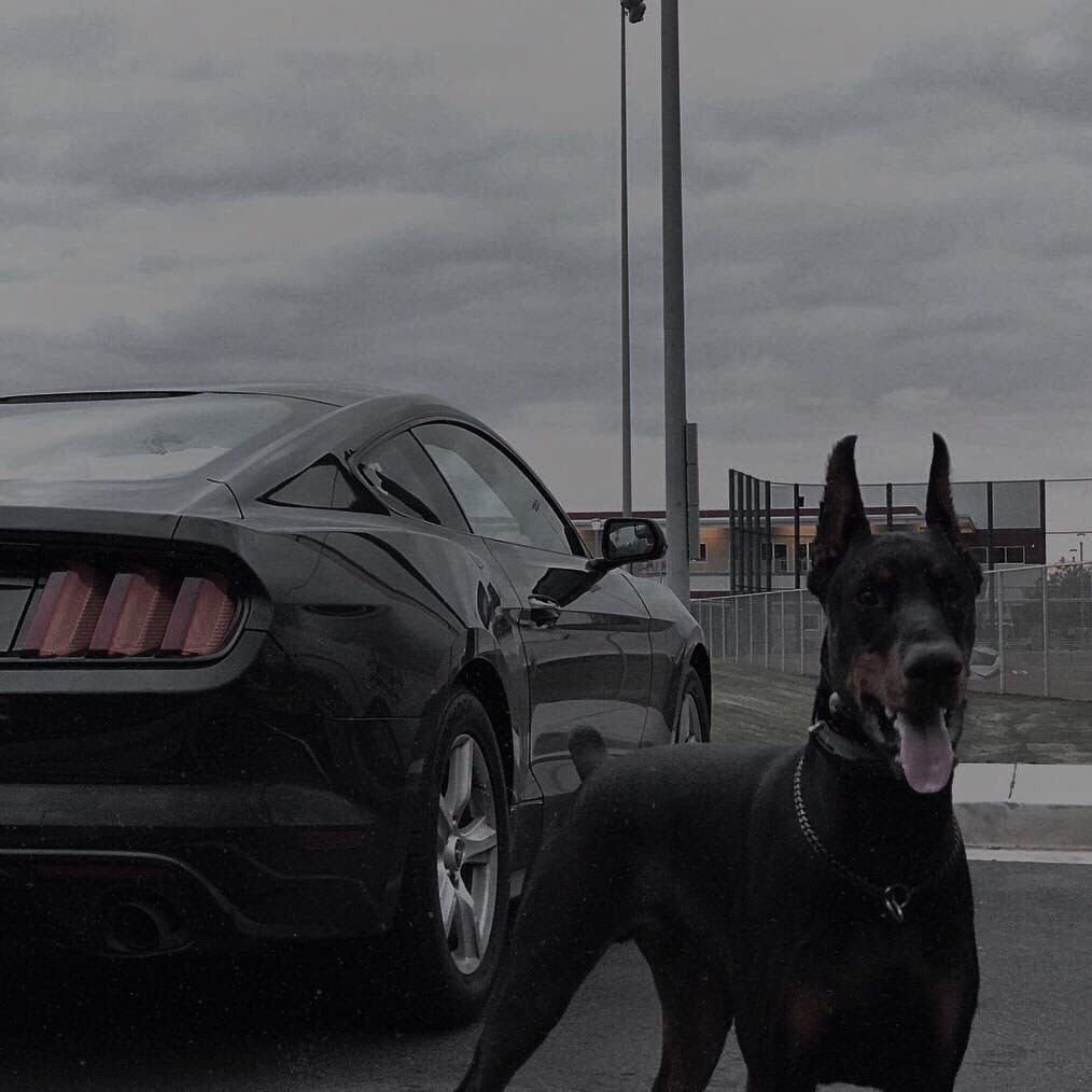 Чисто черный Доберман