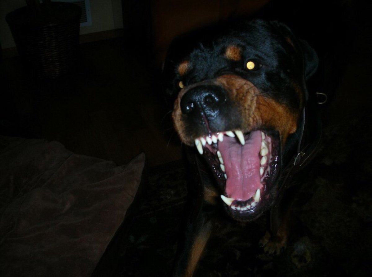 Собака ротвейлер оскал