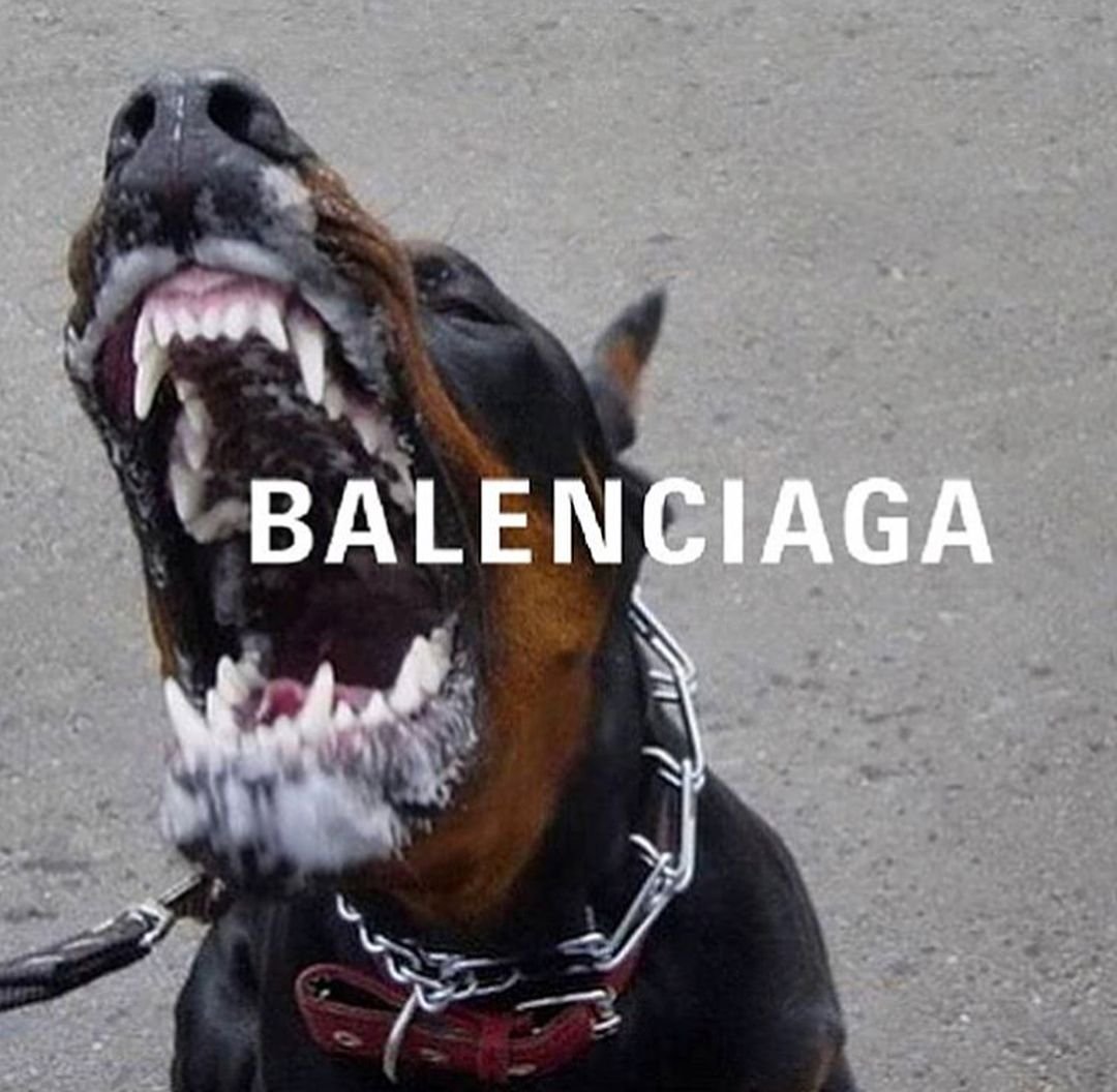 Ротвейлер собака убийца питбуль