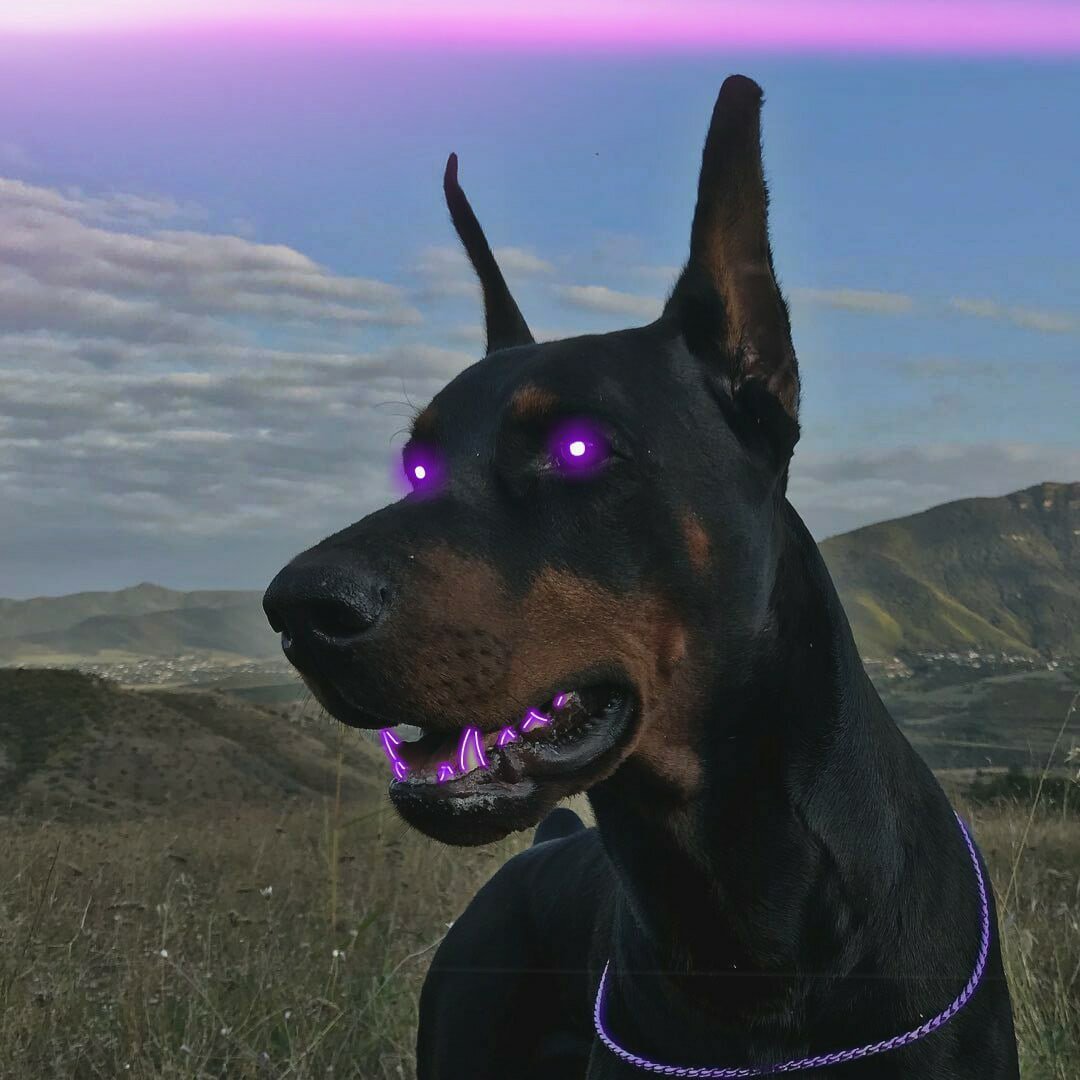 Доберман оффник