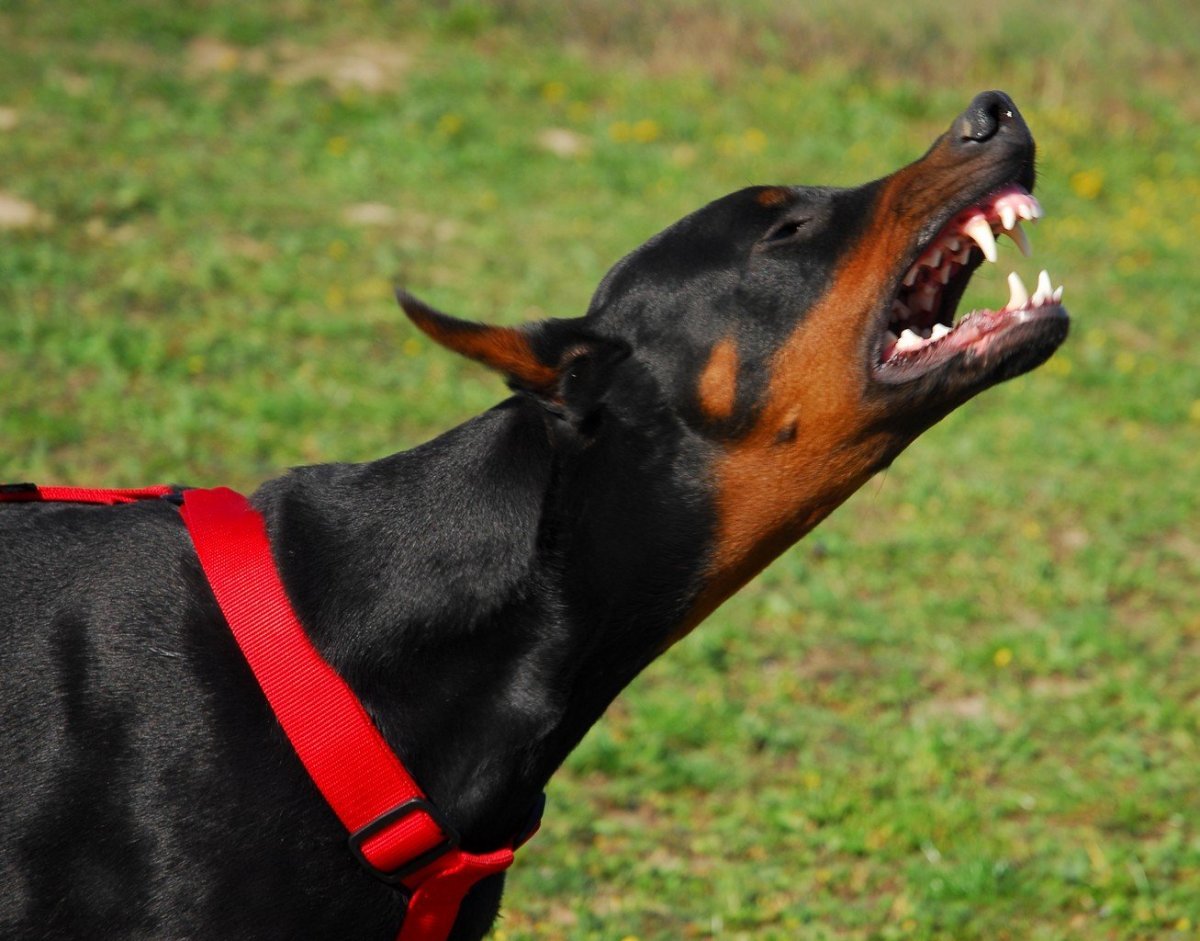 Доберман пинчер скалится