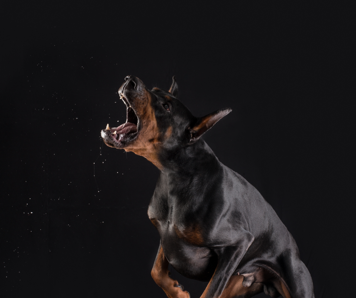 Оскаленный Доберман