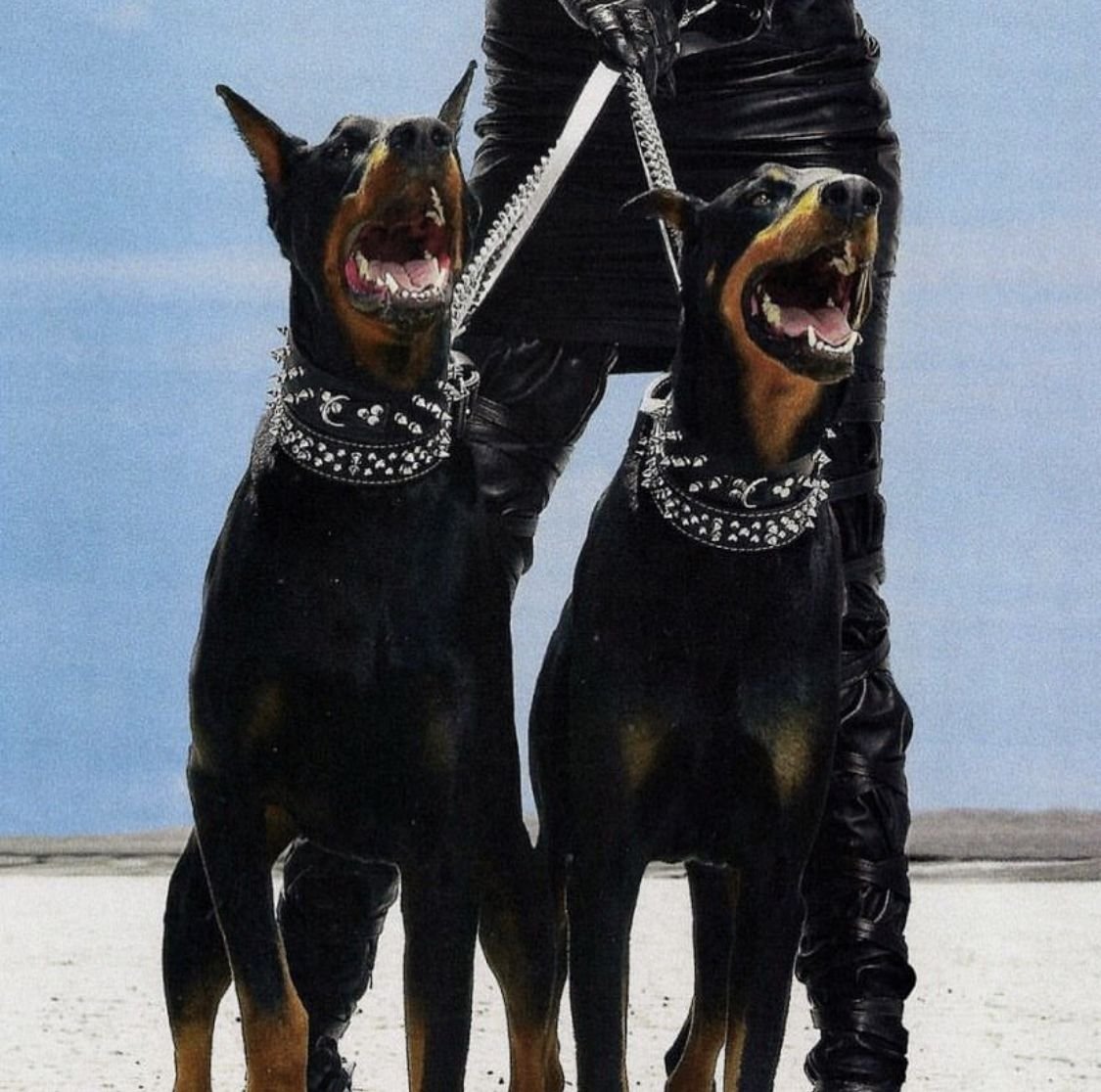 Доберман Дьявольский пес