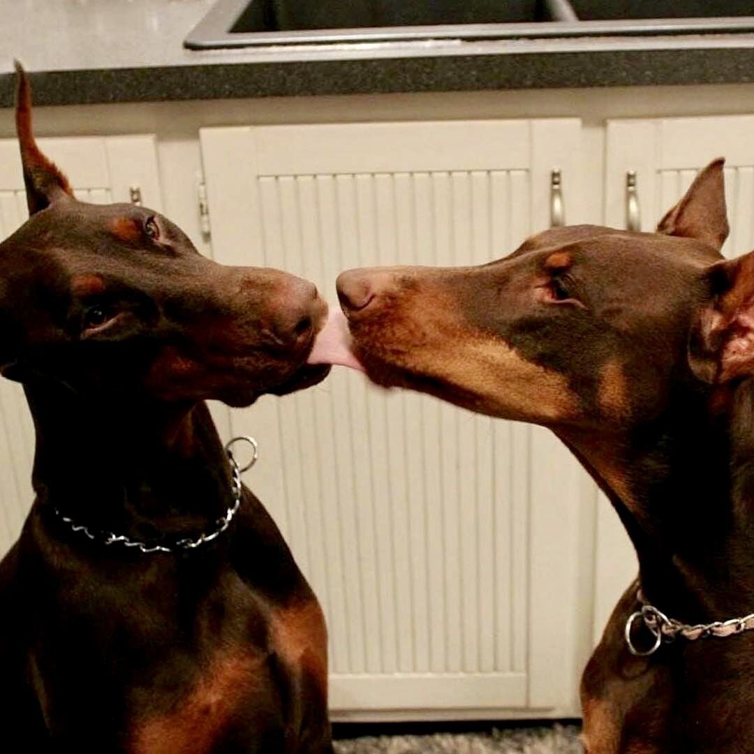 Дог и Доберман