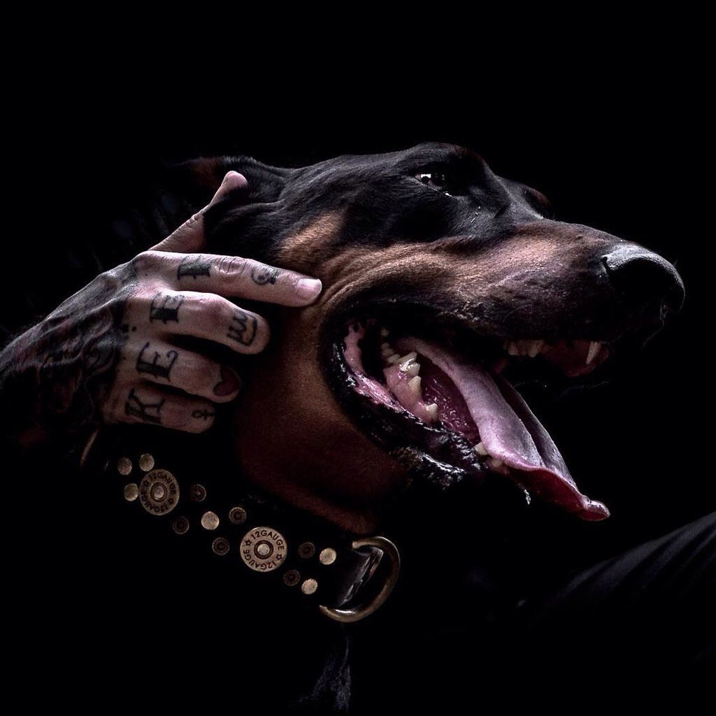 Доберман оскал