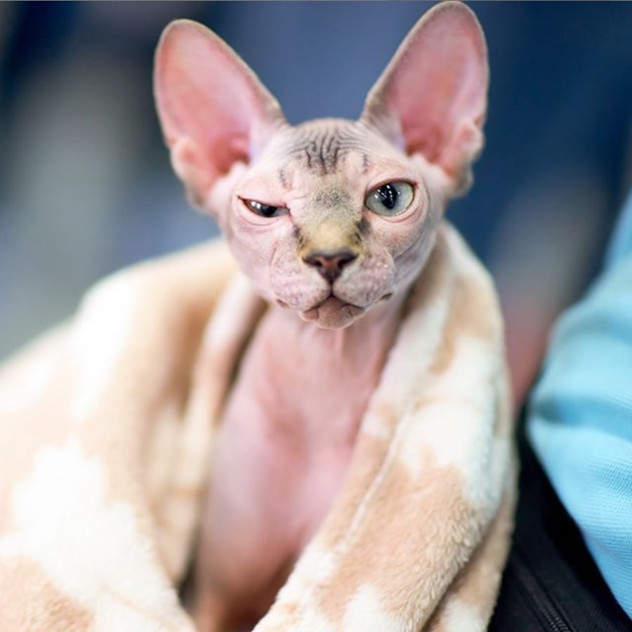 Розовый сфинкс с голубыми глазами