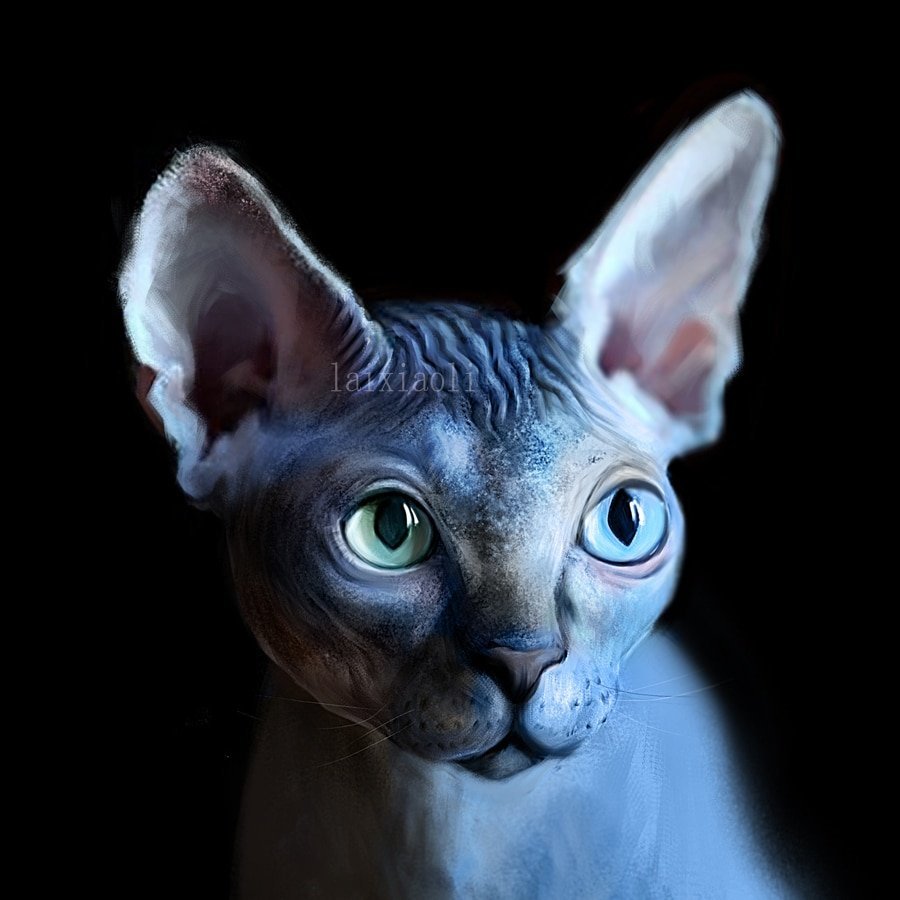 Бенжамин,канадский сфинкс