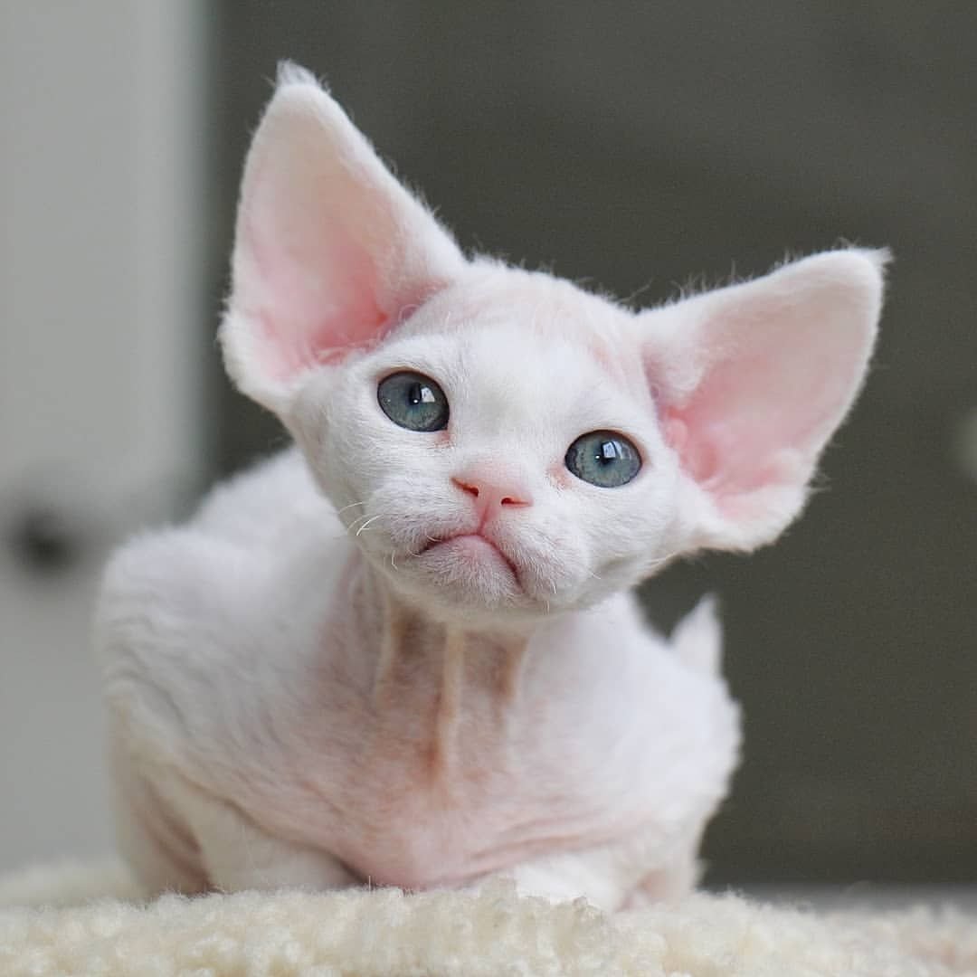 Деймон рекс