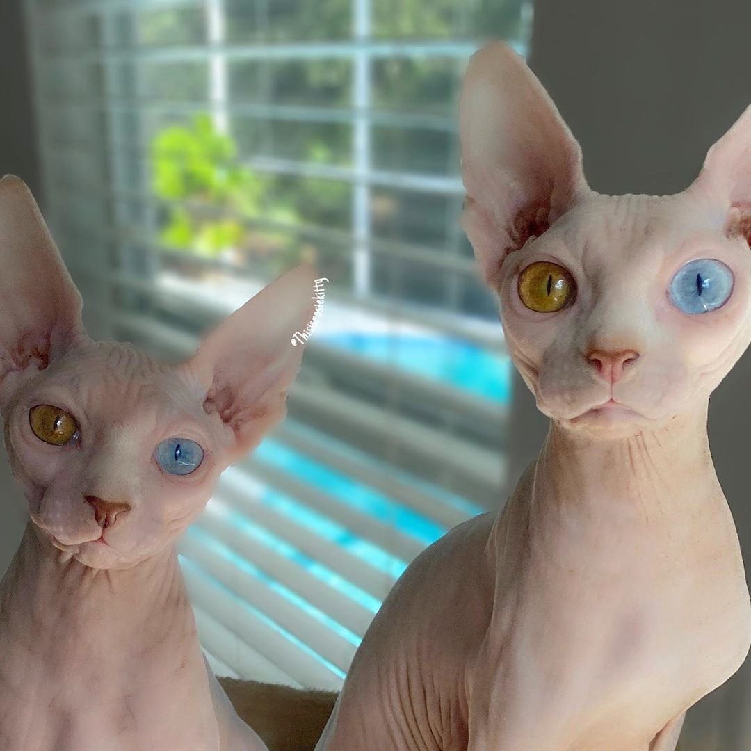 Сфинкс разноглазый