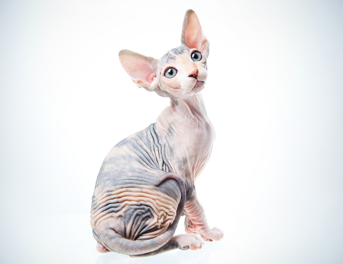 Кот сфинкс белый