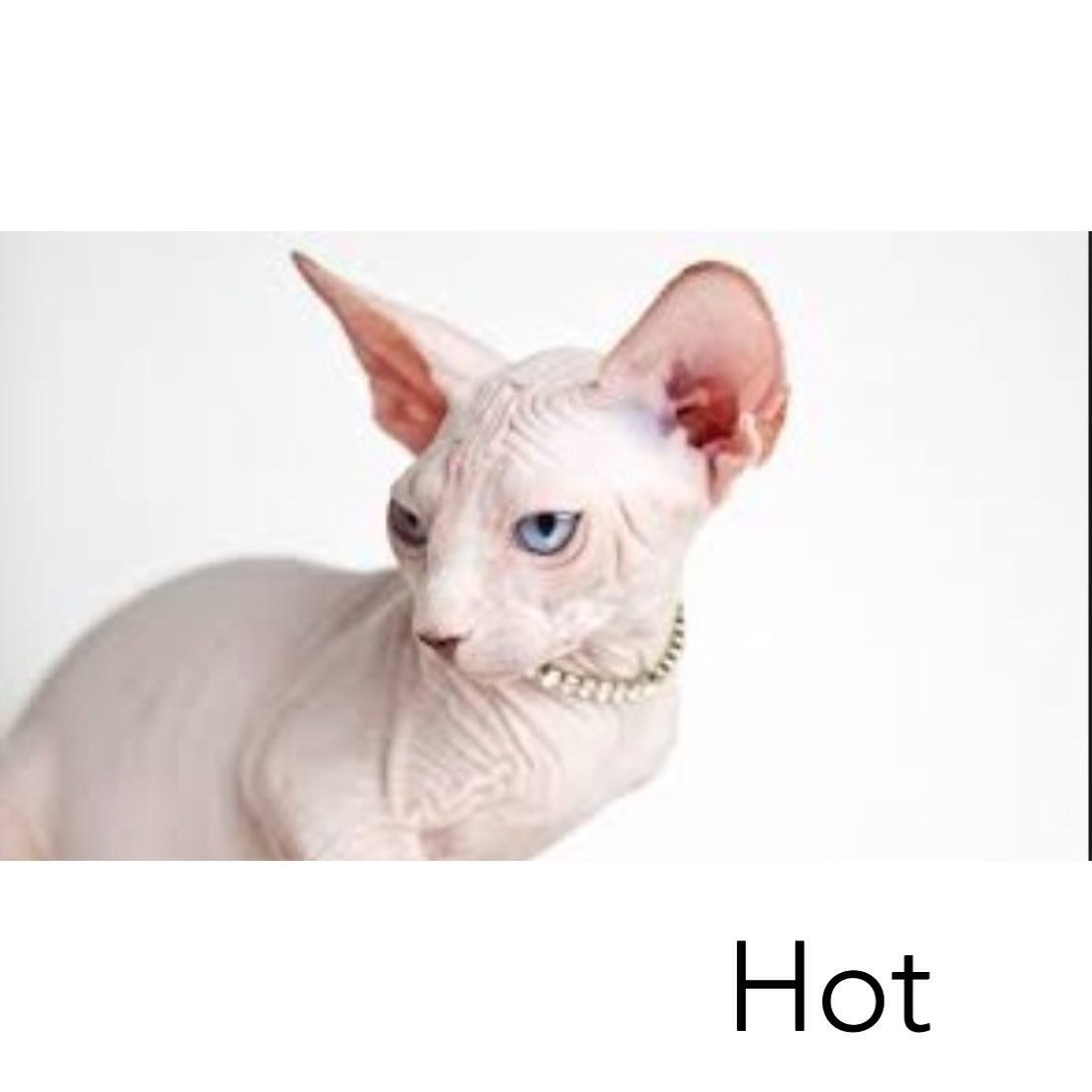 Сфинкс (порода кошек)