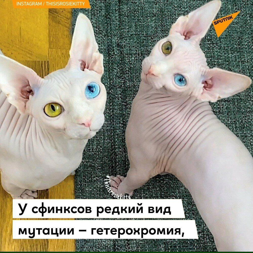 Канадский сфинкс разноглазый