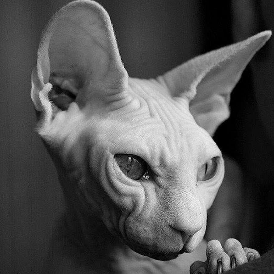 Кошки-Балинез, Ориентал, рекс, Петерболд