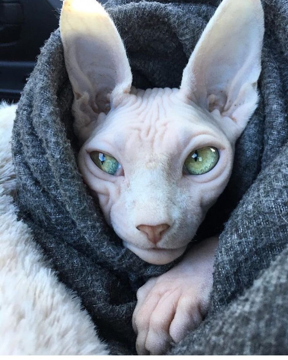 Канадский сфинкс гетерохромия