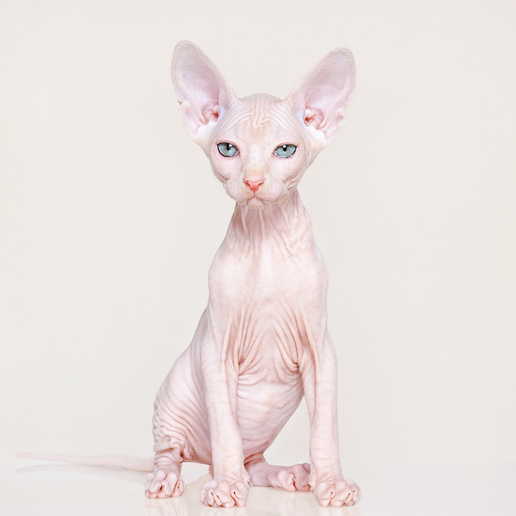 Кот сфинкс котенок