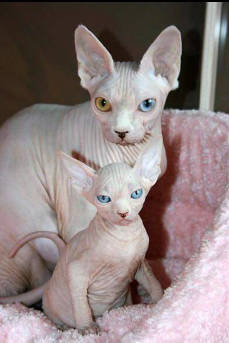 Канадский сфинкс альбинос