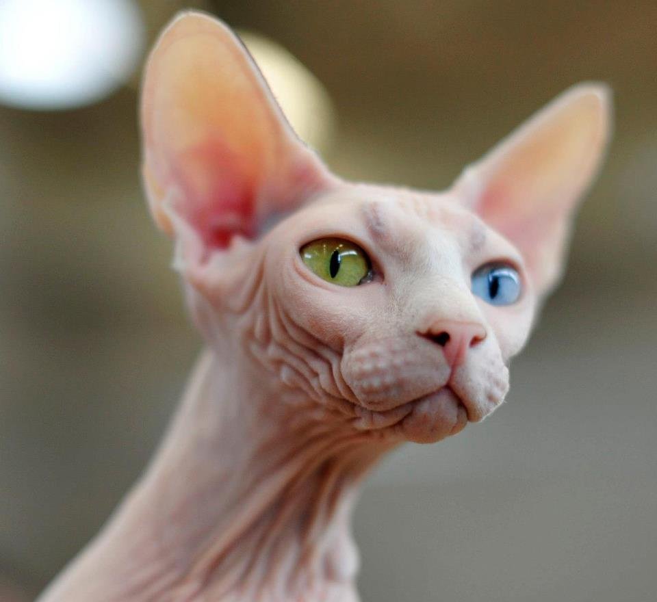 Канадский сфинкс белый