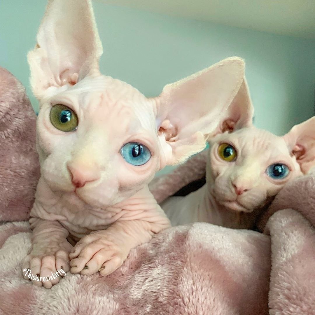 Канадский сфинкс белый разноглазый