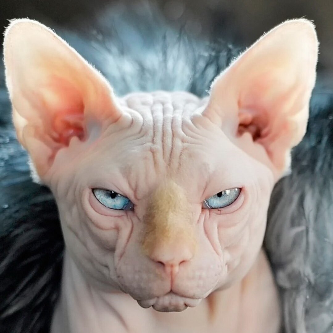 1920х1080 сфинкс