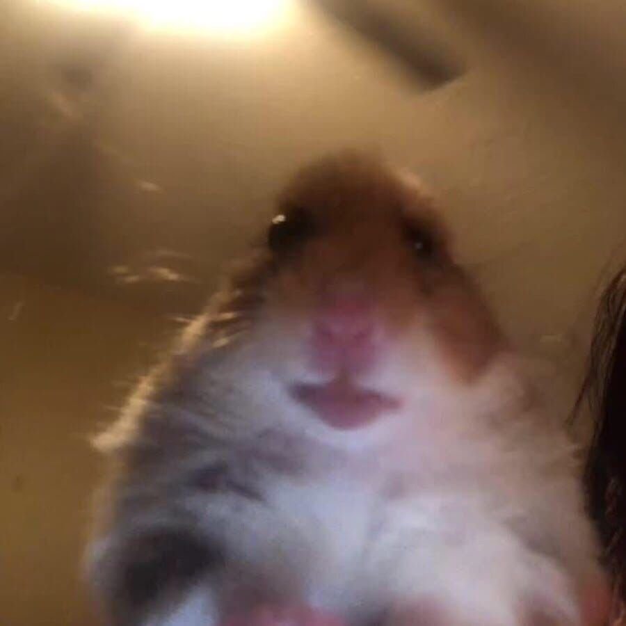 Забавные хомяки