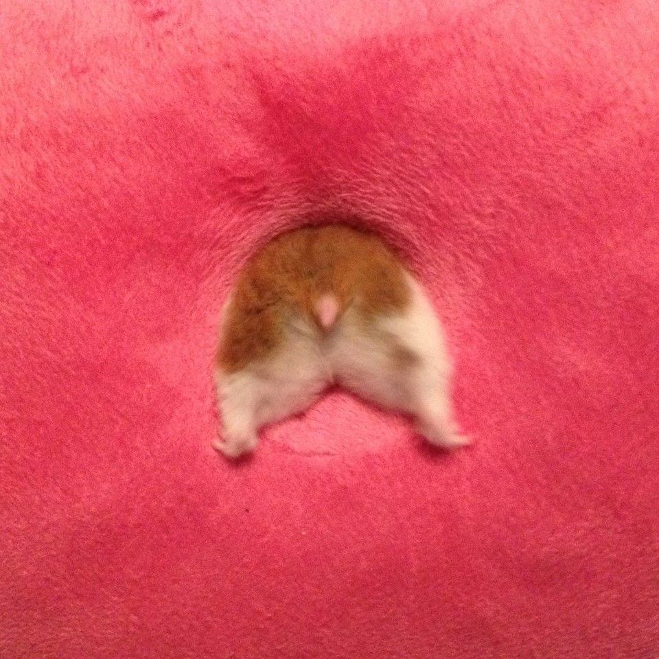 Хомячий хвост