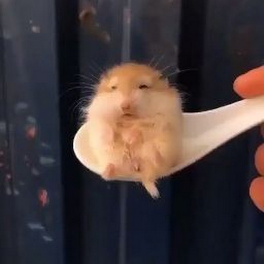 Абхщда хомяк