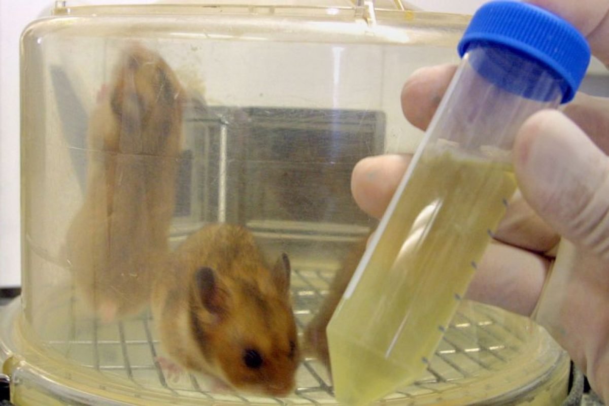 Хомяк улыбается в камеру