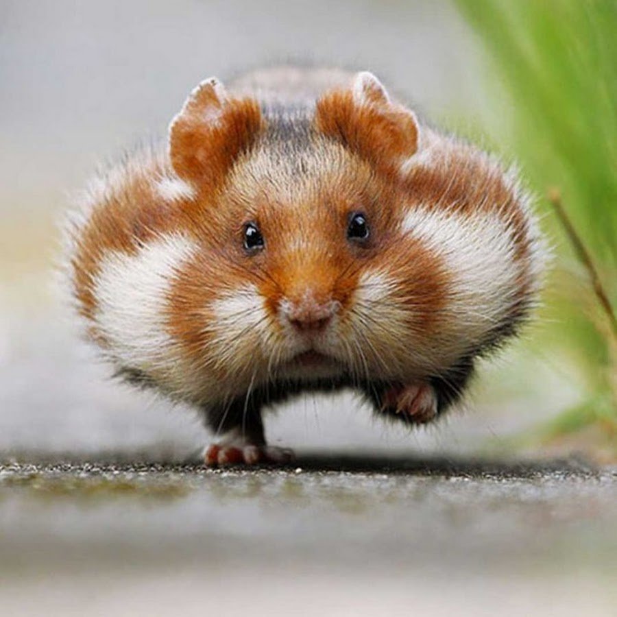 Карликовый хомячок Тейлора